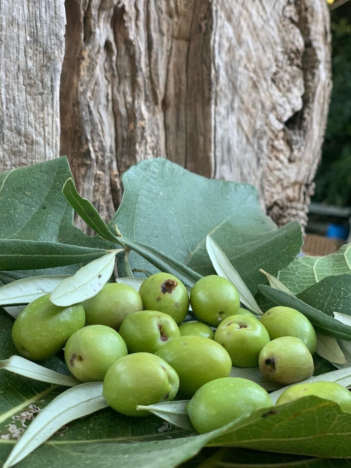 Italienisches Olivenöl Extra Vergine – Kaltgepresst aus Kalabrien (1 l)